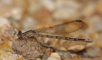 Argia plana, female